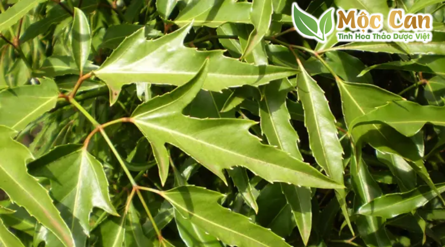 Phân biệt các loại đinh lăng 2